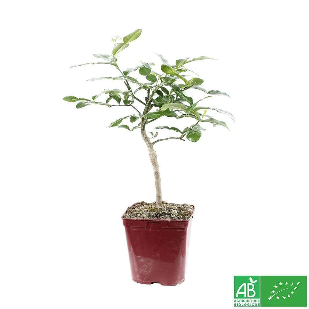 Combava AB :conteneur 3 Litres 7 Combava AB :conteneur 3 Litres – Image 7