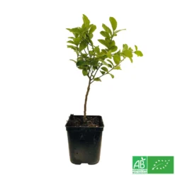 Limettier ' Mexicaine':AB Conteneur 3 Litres -Jardalis Soldes Magasin 493535 003