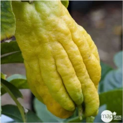 Main De Bouddah:AB Conteneur 3 Litres -Jardalis Soldes Magasin 493536 001