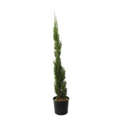 Cupressus Sempervirens 'Totem' :H. 100/110 Cm Pot 10 L