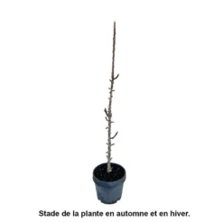 Pommier Colonnaire 'Chenonceau'®: Conteneur 12 Litres -Jardalis Soldes Magasin 498583 002