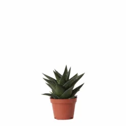 Haworthia Limifolia - ø6cm - H11cm, ø6cm - Plante D'intérieur