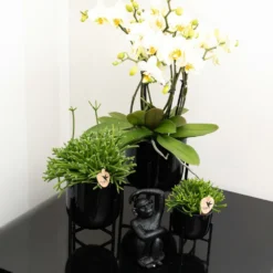 Rhipsalis Baccifera - H10cm, ø6cm - Plante D'intérieur 8 Rhipsalis Baccifera - H10cm, ø6cm - Plante D'intérieur -Jardalis Soldes Magasin 4b83bd2ab48d9579