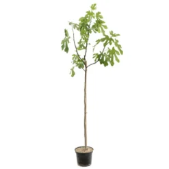 Figuier 'Rouge De Bordeaux' Tige : Pot 10 L