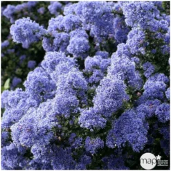 Ceanothus Persistant : C3L H.30/40 - Coloris Variables