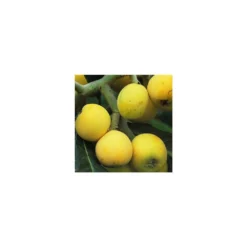 Eriobotrya 'Japonica': Ctr 18L -Jardalis Soldes Magasin 532439 005