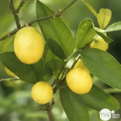 Limequat:AB Conteneur 3 Litres 9 Limequat:AB Conteneur 3 Litres -Jardalis Soldes Magasin 536191 004