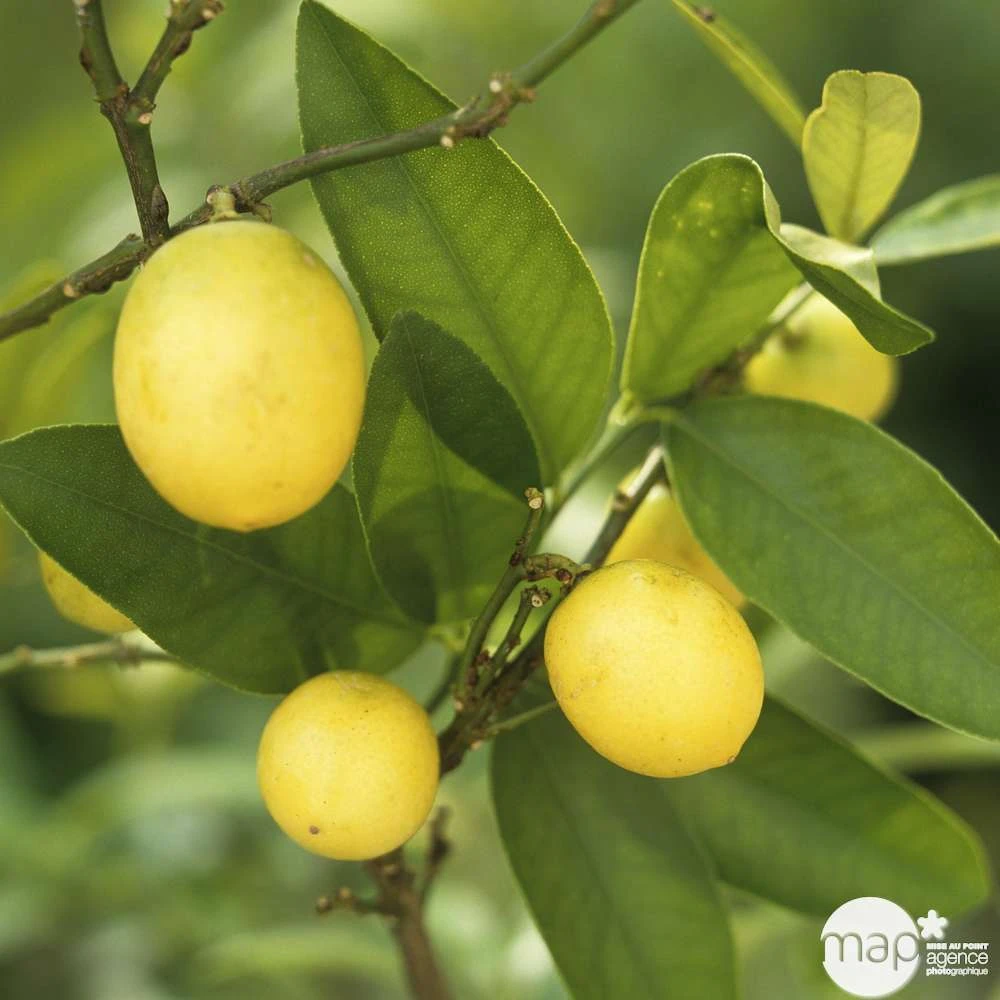 Limequat:AB Conteneur 3 Litres 5 Limequat:AB Conteneur 3 Litres – Image 5