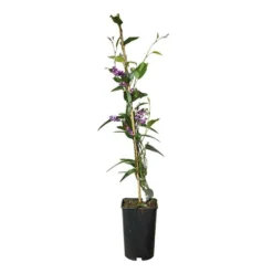 Hardenbergia Violacea - Hardenbergia Violacea 3l -Jardalis Soldes Magasin 5403005547ccef70