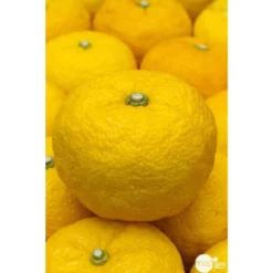 Yuzu AB:pot 3L 8 Yuzu AB:pot 3L -Jardalis Soldes Magasin 540978 001