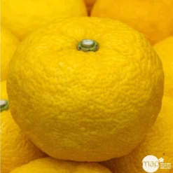 Yuzu AB:pot 3L 9 Yuzu AB:pot 3L -Jardalis Soldes Magasin 540978 002