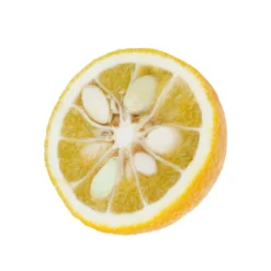 Yuzu AB:pot 3L 10 Yuzu AB:pot 3L -Jardalis Soldes Magasin 540978 003