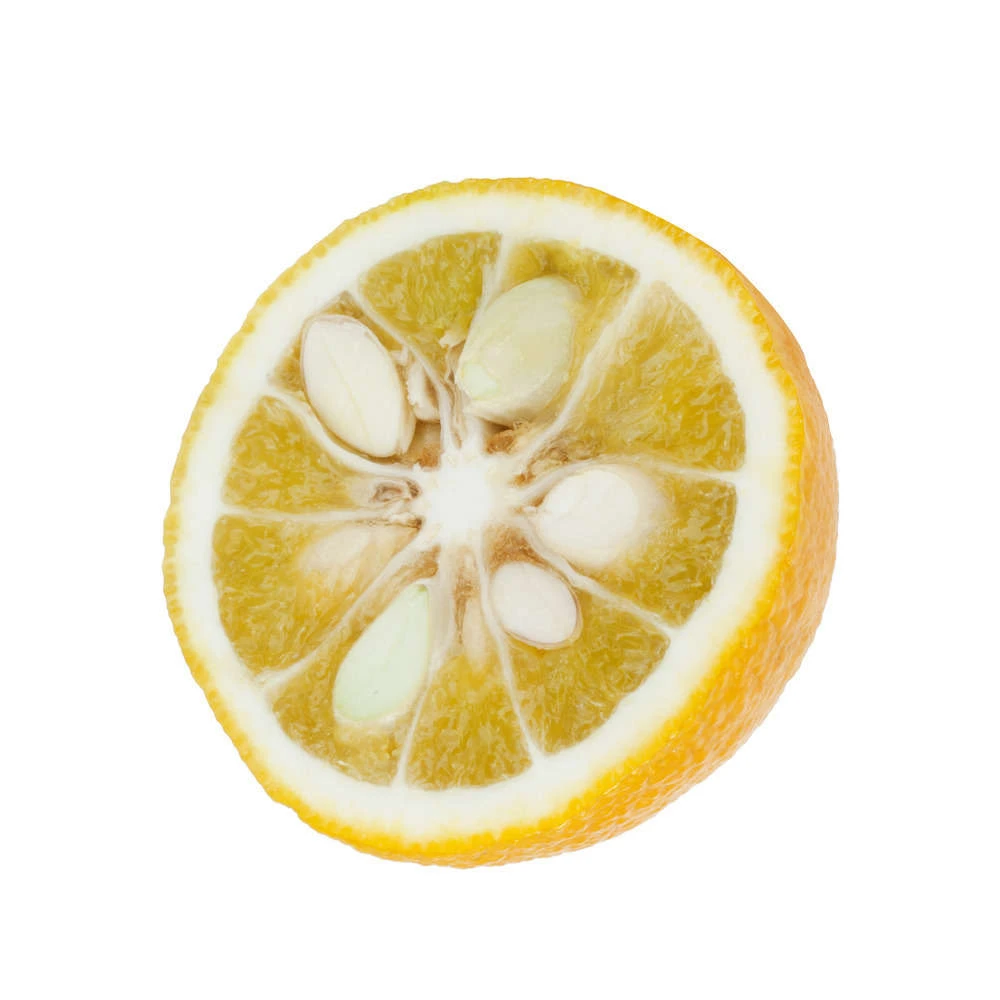 Yuzu AB:pot 3L 5 Yuzu AB:pot 3L – Image 5