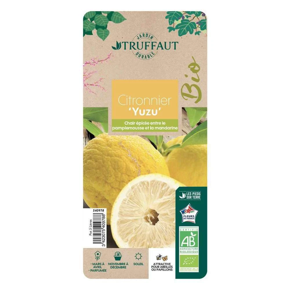 Yuzu AB:pot 3L 1 Yuzu AB:pot 3L