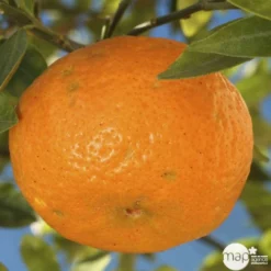 Agrumes XXL: C 5L - Variétés Variables -Jardalis Soldes Magasin 552321 003