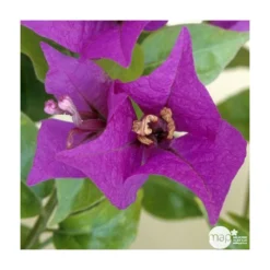 Bougainvillea : Pyramide D17cm - Coloris Variables -Jardalis Soldes Magasin 556286 003