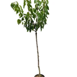 Cerisier Noir Meched : ½ Tige, D. Tronc 8/10cm