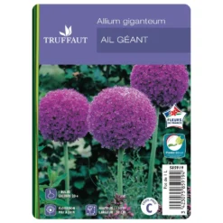 Allium Giganteum : C1L