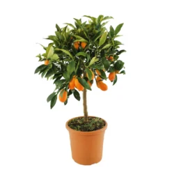 Kumquat : H.40/60 Cm - Pot De 5 Litres -Jardalis Soldes Magasin 619976 003