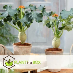 Set De 2 Jatropha Podagrica - Pot ⌀13cm - H.25-45cm (hauteur Pot Incluse) -Jardalis Soldes Magasin 628632b34fdc44.40632517