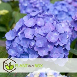 Set De 3 Hortensia Bleu - Pot ⌀9cm - H.25-40cm (hauteur Pot Incluse) -Jardalis Soldes Magasin 628bcc61014936.22371850