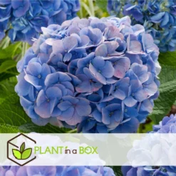 Set De 3 Hortensia Bleu - Pot ⌀9cm - H.25-40cm (hauteur Pot Incluse) -Jardalis Soldes Magasin 628bcc610cf8c4.99397614