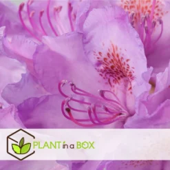 Assorti De 3 Rhododendron - Pot ⌀9cm - H.25-40cm (hauteur Pot Incluse) 7 Assorti De 3 Rhododendron - Pot ⌀9cm - H.25-40cm (hauteur Pot Incluse) -Jardalis Soldes Magasin 628bcc62089c45.24594978