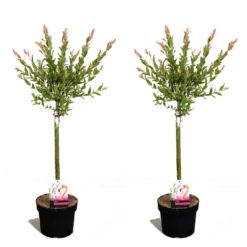 Set De 2 Salix Flamingo - Pot ⌀17cm - H.60-80cm (hauteur Pot Incluse)