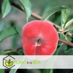 Pêcher De Vigne - Pot ⌀15cm - H.60-70cm (hauteur Pot Incluse) -Jardalis Soldes Magasin 628c216ed2ae19.01599514