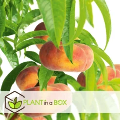 Pêcher De Vigne - Pot ⌀15cm - H.60-70cm (hauteur Pot Incluse) -Jardalis Soldes Magasin 628c216ed6d8f1.92904052