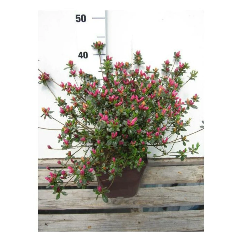 Azalée Du Japon 'amoena ' - 3l 1 Azalée Du Japon 'amoena ' - 3l