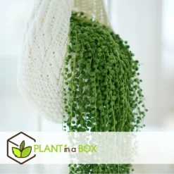 Senecio Rowleyanus - Pot ⌀12cm - H10-20cm (hauteur Pot Incluse) -Jardalis Soldes Magasin 634f95fc5b6689.16972915