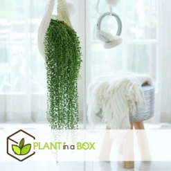 Senecio Rowleyanus - Pot ⌀12cm - H10-20cm (hauteur Pot Incluse) -Jardalis Soldes Magasin 634f95fc612d81.59702573