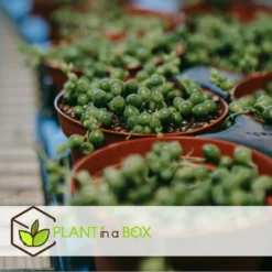 Senecio Rowleyanus - Pot ⌀12cm - H10-20cm (hauteur Pot Incluse) -Jardalis Soldes Magasin 634f95fc72f312.77803963