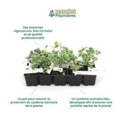 10 Fusain Emerald 'gaiety' (euonymus Fortunei 'gaeity') - Haie Fusain Gaiety - 10 Jeunes Plants : Taille 13/25cm -Jardalis Soldes Magasin 63bca736196735.17415685