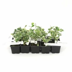 10 Fusain Emerald 'gaiety' (euonymus Fortunei 'gaeity') - Haie Fusain Gaiety - 10 Jeunes Plants : Taille 13/25cm -Jardalis Soldes Magasin 63bca7361fc7b5.60773843