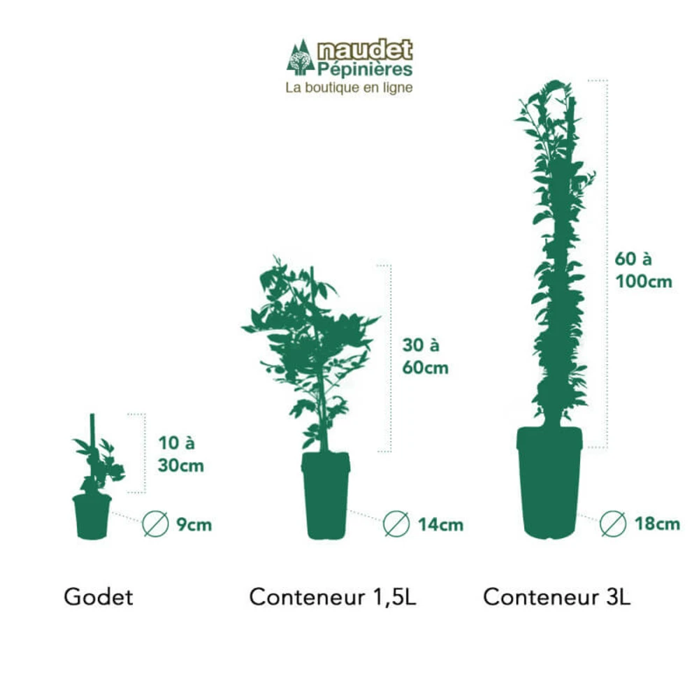 Clématite 'madame Lecoultre' (clematis 'mme Lecoultre) - Conteneur 1,5l 2 Clématite 'madame Lecoultre' (clematis 'mme Lecoultre) - Conteneur 1,5l – Image 2