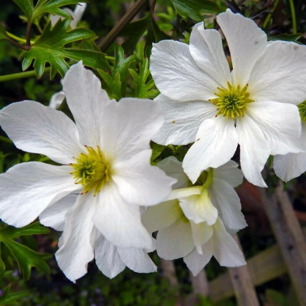 Clématite 'early Sensation' - Conteneur 3l 1 Clématite 'early Sensation' - Conteneur 3l