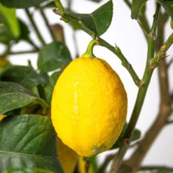 Citrus Limon - Citronnier - Arbre Fruitier - Persistant - ⌀19 Cm - ↕60-70 Cm -Jardalis Soldes Magasin 63eb91225a4171.66117877