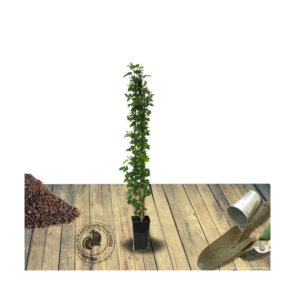 Mûre Fruticosus Little Black Prince®/pot De 3l - 60/80 Cm 2 Mûre Fruticosus Little Black Prince®/pot De 3l - 60/80 Cm – Image 2