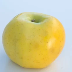 Pommier Pumila Reinette Clochard/pot De 10l - Gobelet 2 Ans