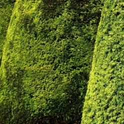 If Commun Baccata Fastigiata Aurea/pot De 3l - 20/40 Cm