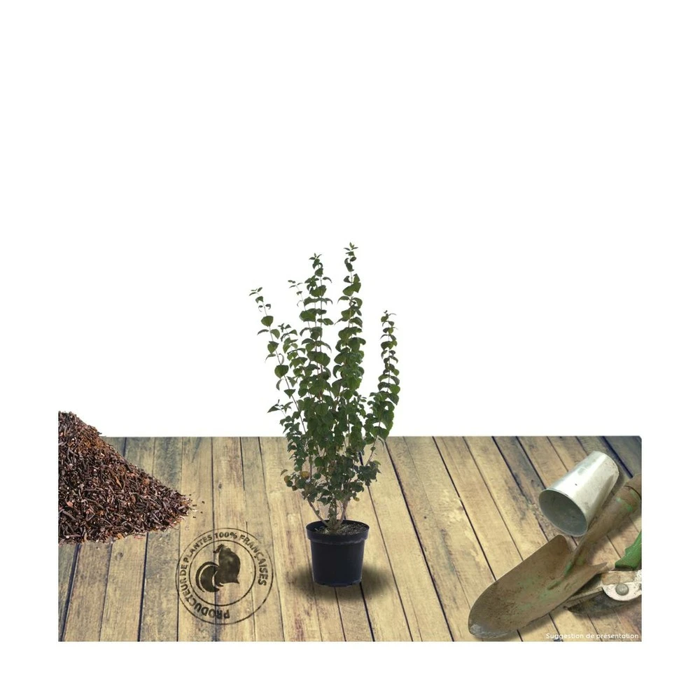 Seringat X Belle Etoile/pot De 4l - 40/60 Cm 1 Seringat X Belle Etoile/pot De 4l - 40/60 Cm