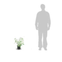 Arbre Aux Papillons Davidii Royal Red/pot De 4l - 40/60 Cm 5 Arbre Aux Papillons Davidii Royal Red/pot De 4l - 40/60 Cm -Jardalis Soldes Magasin 63ed301479fde0.69652784