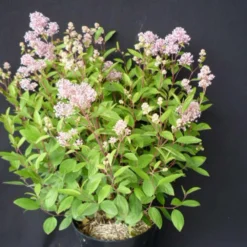 Ceanothe Pallidus Perle Rose/pot De 3 L - 40/50 Cm