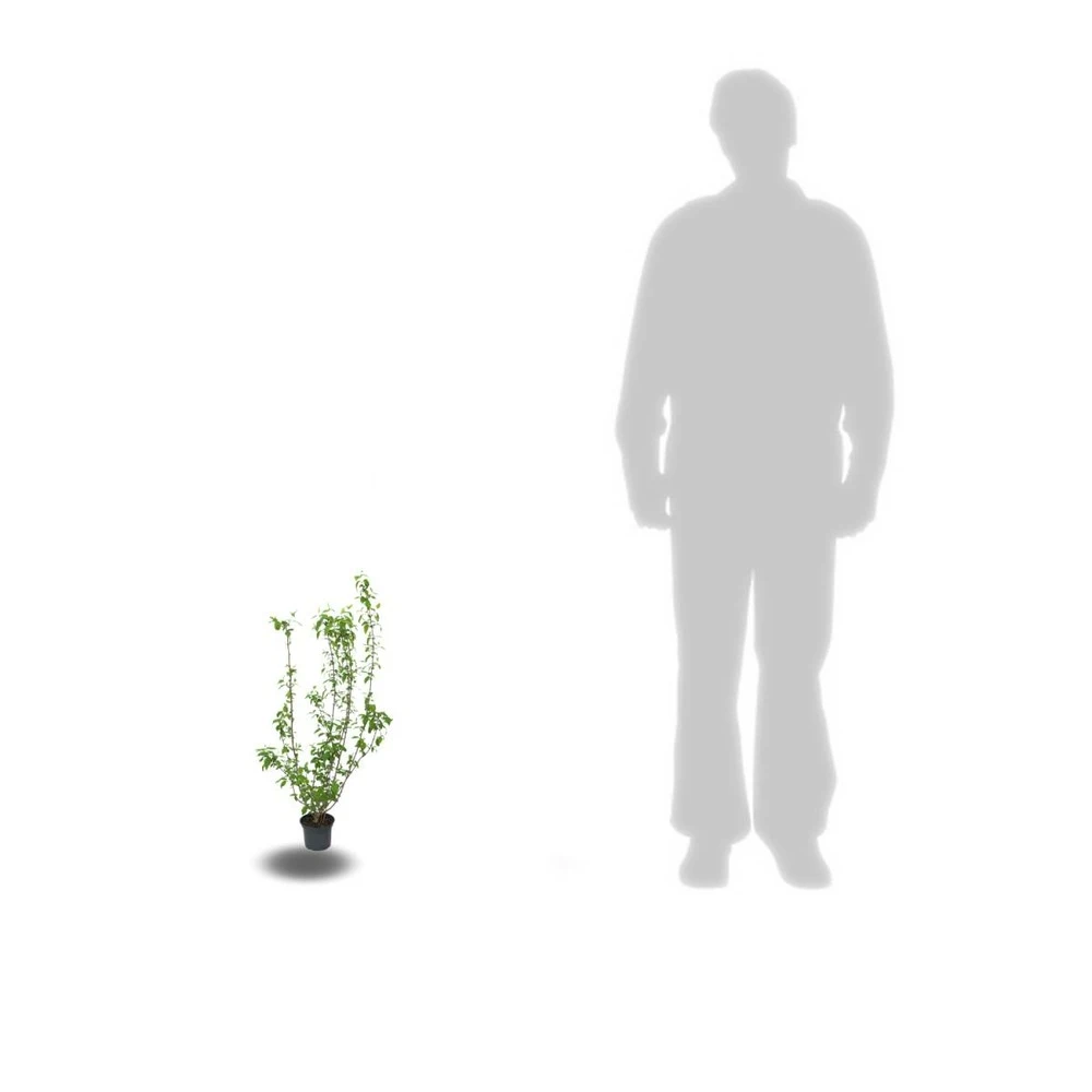 Seringat Commun Coronarius/pot De 4l - 40/60 Cm 2 Seringat Commun Coronarius/pot De 4l - 40/60 Cm – Image 2