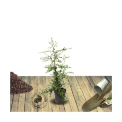 Buisson Ardent Coccinea Orange Glow/pot De 3l - 60/80 Cm