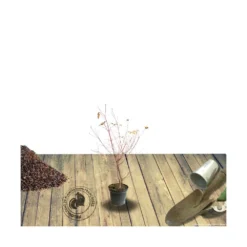 Cornouiller Blanc Alba Elegantissima/pot De 4l - 40/60 Cm