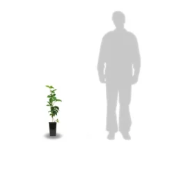 Vigne Vierge Quinquefolia Murorum/pot De 1,5l - Tuteur Bambou 30/60 Cm -Jardalis Soldes Magasin 63ed44fee66b07.66423796