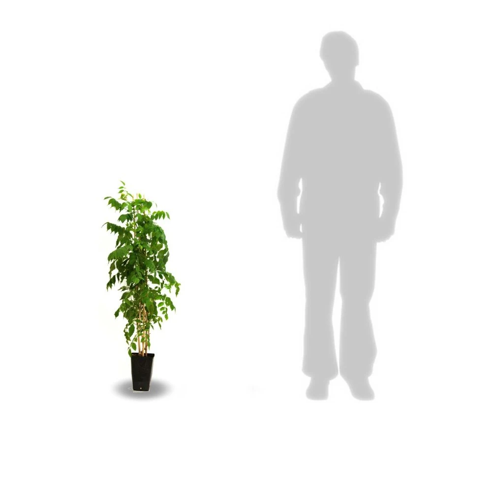 Glycine Du Japon Floribunda Violacea Plena/pot De 3l - 60/120 Cm 2 Glycine Du Japon Floribunda Violacea Plena/pot De 3l - 60/120 Cm – Image 2